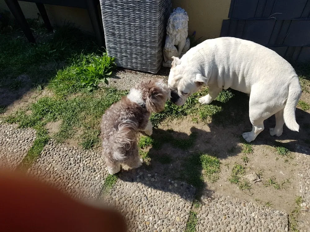 Janine's Hunde ABC - Schaffhausen pet otel görseli 2
