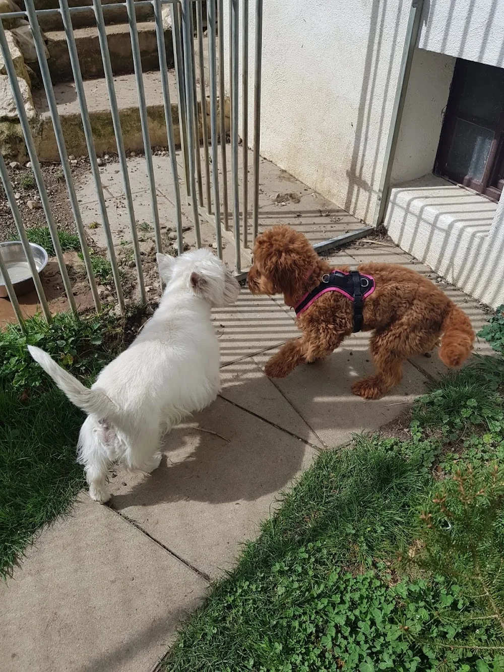 Janine's Hunde ABC - Schaffhausen pet otel görseli 3