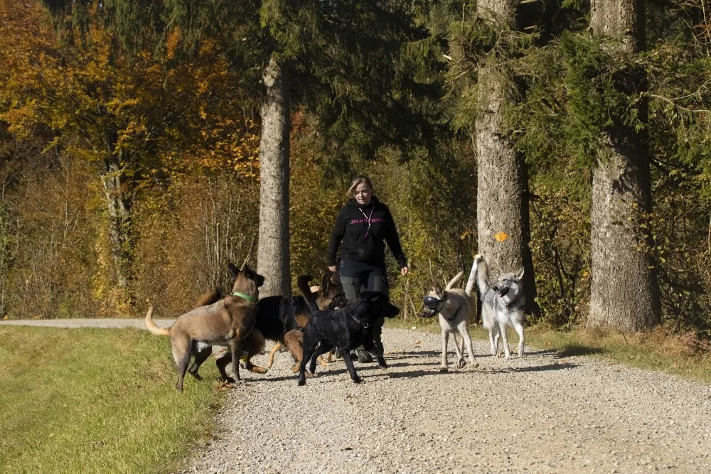 Lili's Pfötli Abentüür - Schaffhausen pet otel görseli 3
