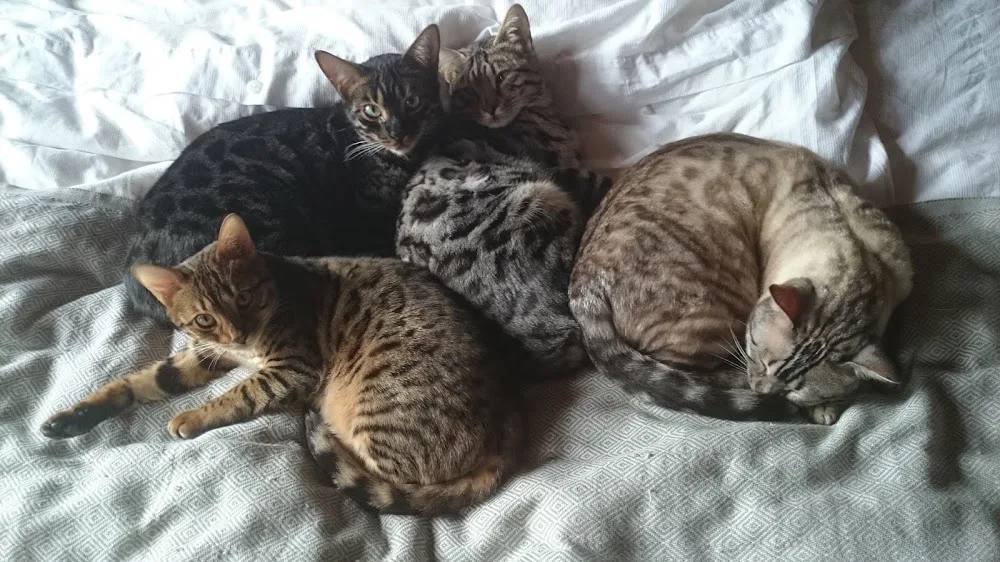 Madurai Bengals - Schaffhausen pet otel görseli 2