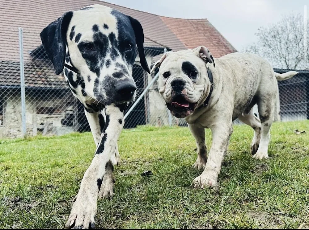 NeLuna - Schaffhausen pet otel görseli 2