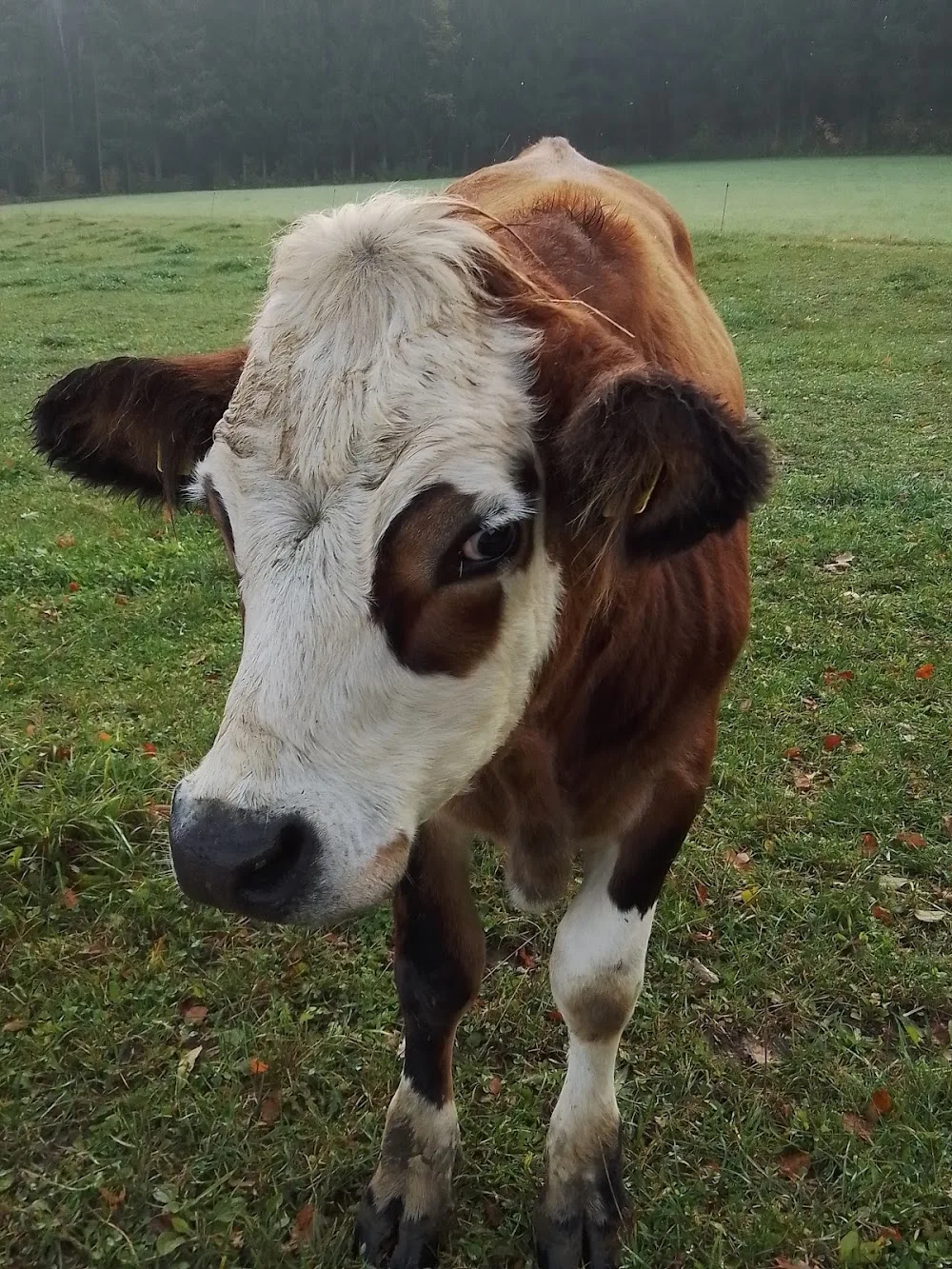 Pferdepension - Hof Eichberg - Schaffhausen pet otel görseli 2