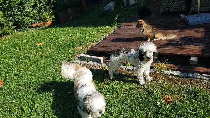 Sylvias Tiersitting - Schaffhausen pet otel görseli 3