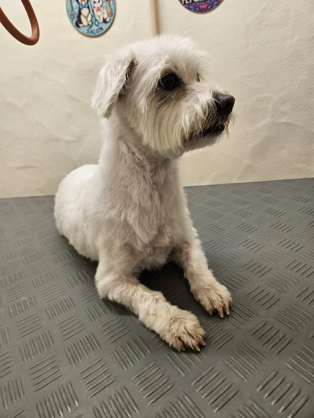 Tierhotel Winkler - Schaffhausen pet otel görseli 3