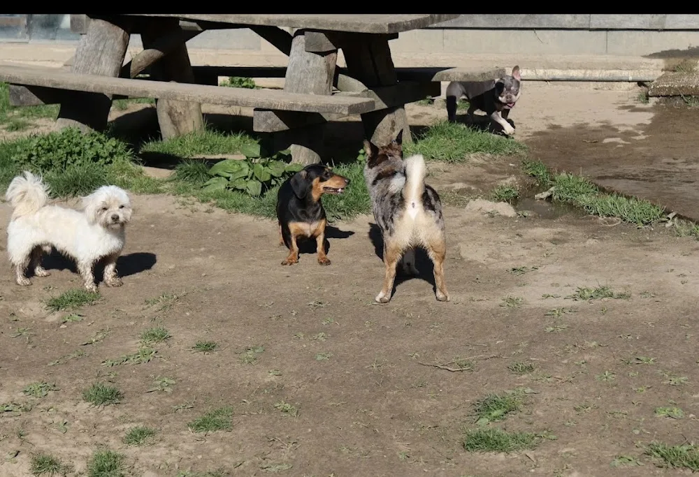 Animal Farm Dierenpension - Schinnen pet otel görseli 3
