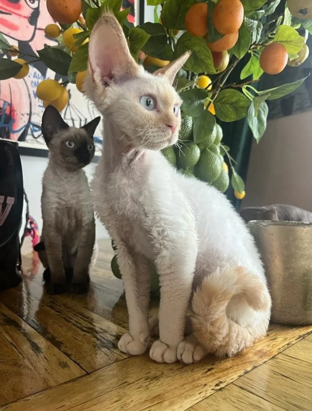 Cattery Toetiie's Beauty's - Schinnen pet otel görseli 3