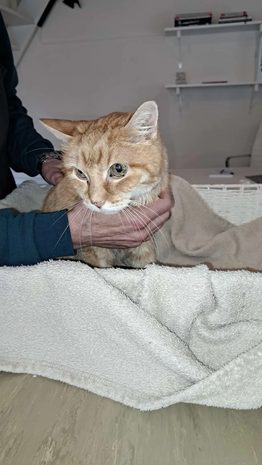 Dierenkliniek Schinnen - Schinnen pet otel görseli 3