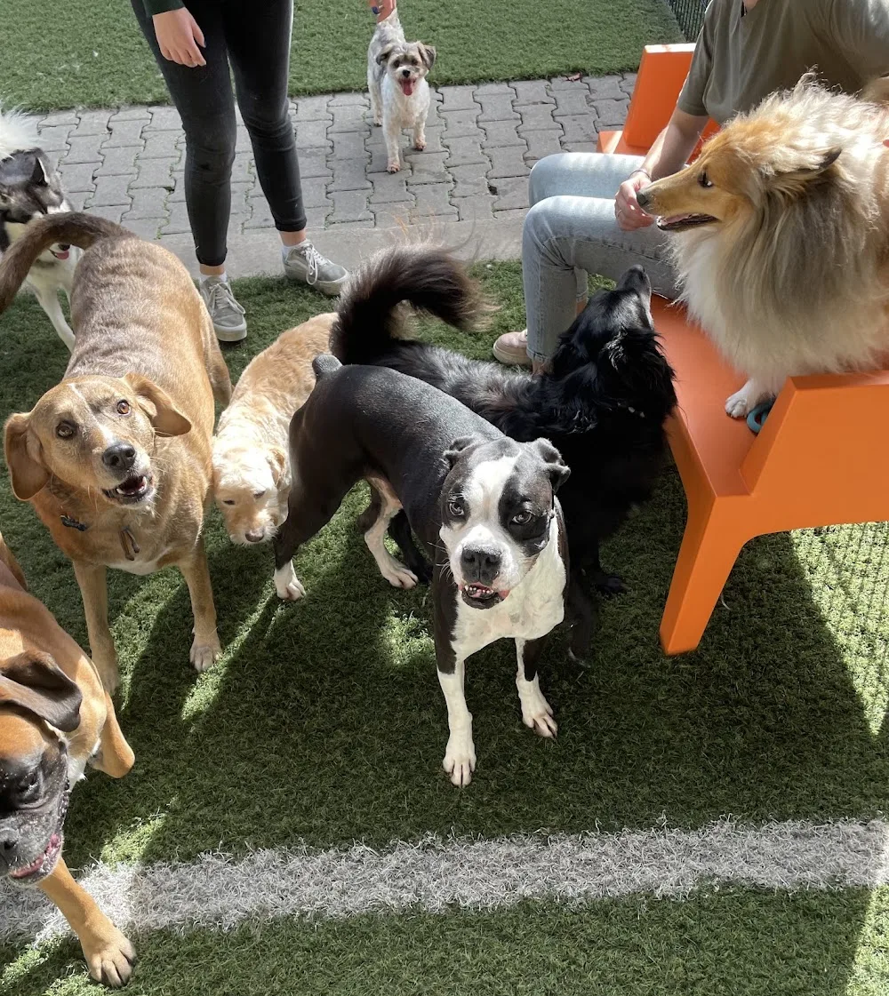 Dog-village - Schinnen pet otel