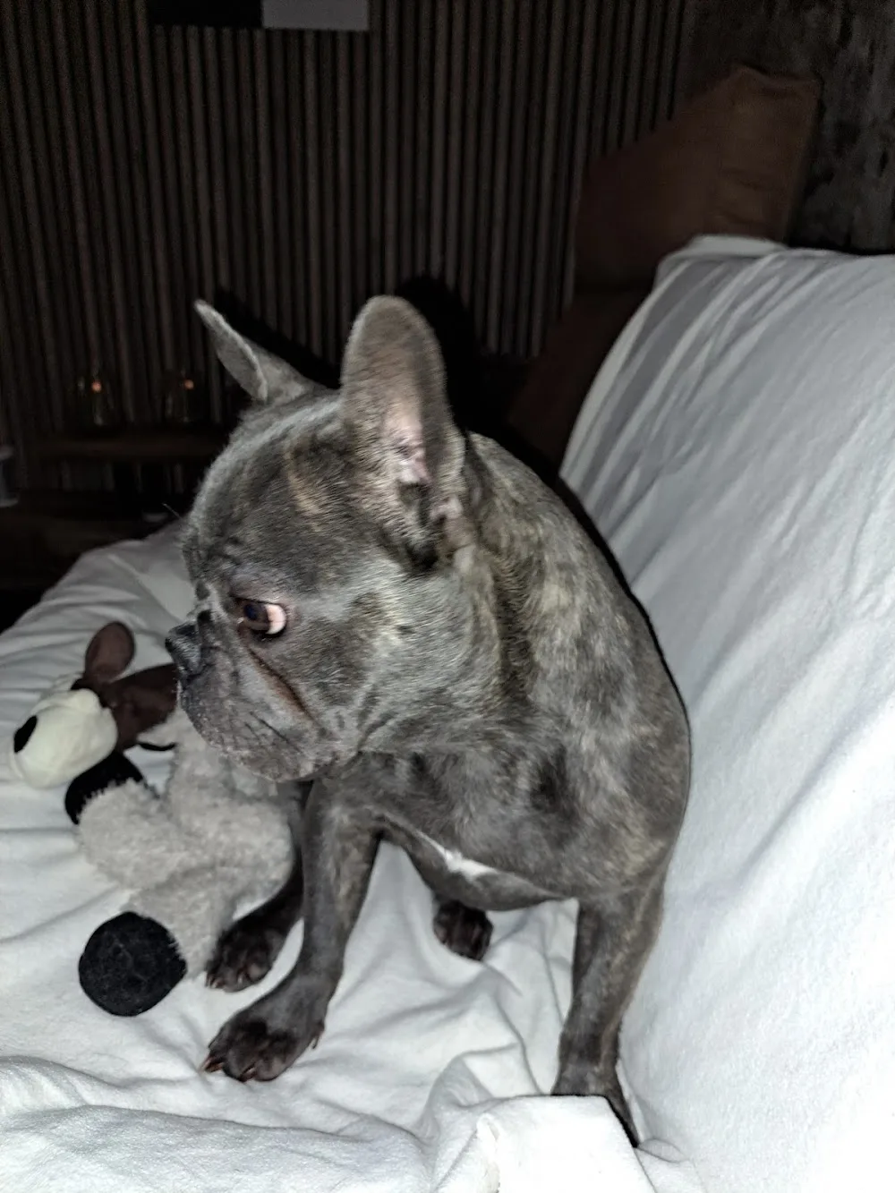 Hondenhotel Patricia - Schinnen pet otel görseli 3