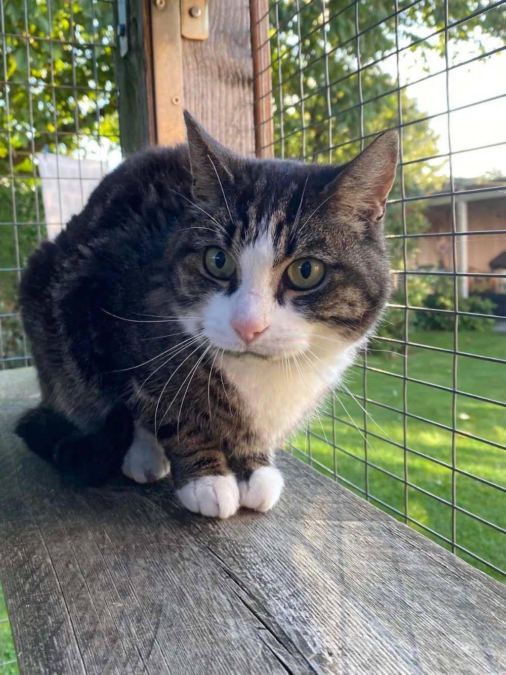 Kattenhotel Kat Bie Annemie - Schinnen pet otel görseli 3