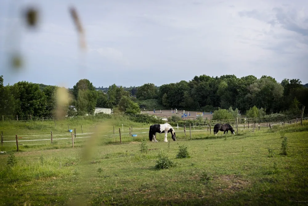 Ruitercentrum Daalderhof 🐎 - Schinnen pet otel