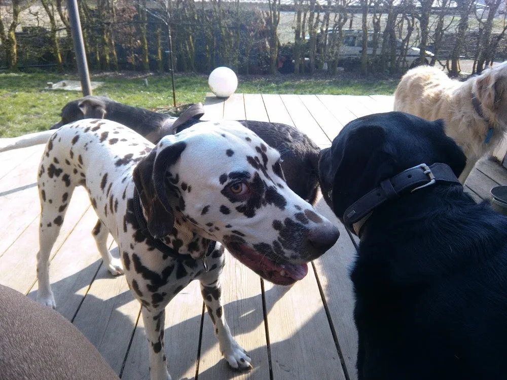 Der Hundegarten - Schleswig-Holstein pet otel