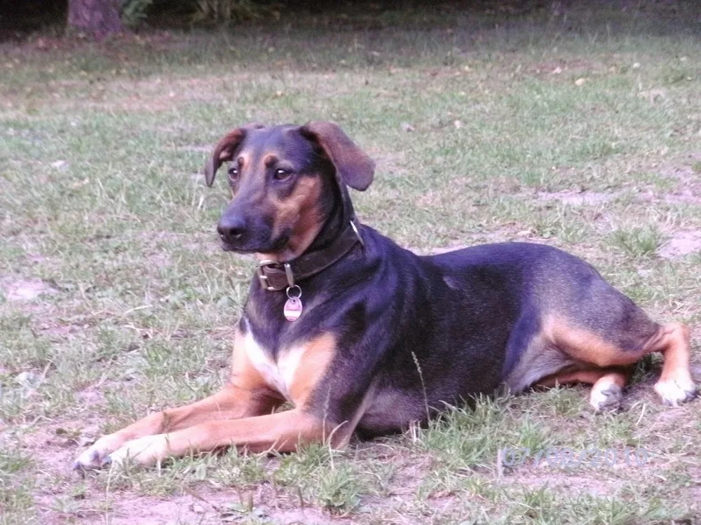 Der Hundegarten - Schleswig-Holstein pet otel görseli 3