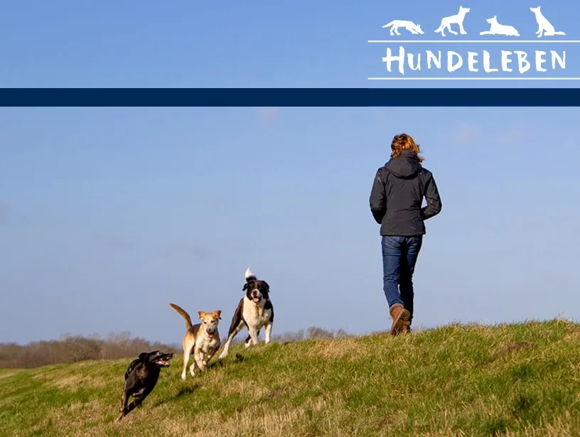 Hundeleben - Hundeschule & Hundepension - Schleswig-Holstein pet otel
