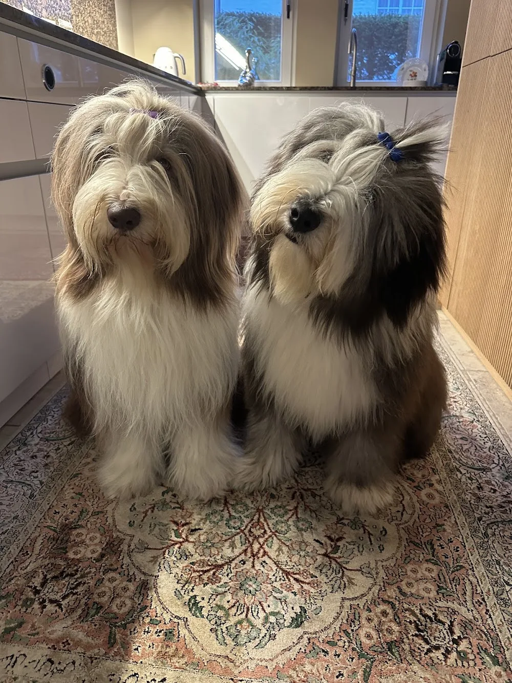 Hundeleben - Hundeschule & Hundepension - Schleswig-Holstein pet otel görseli 3