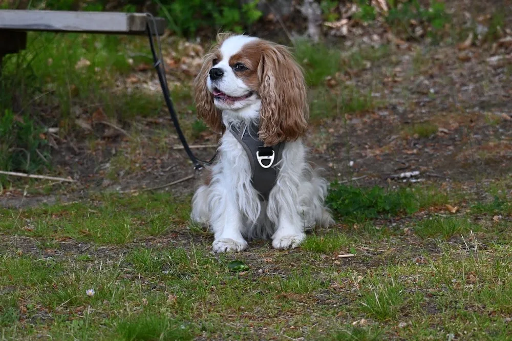 Hundepension Gaby - Schleswig-Holstein pet otel görseli 3