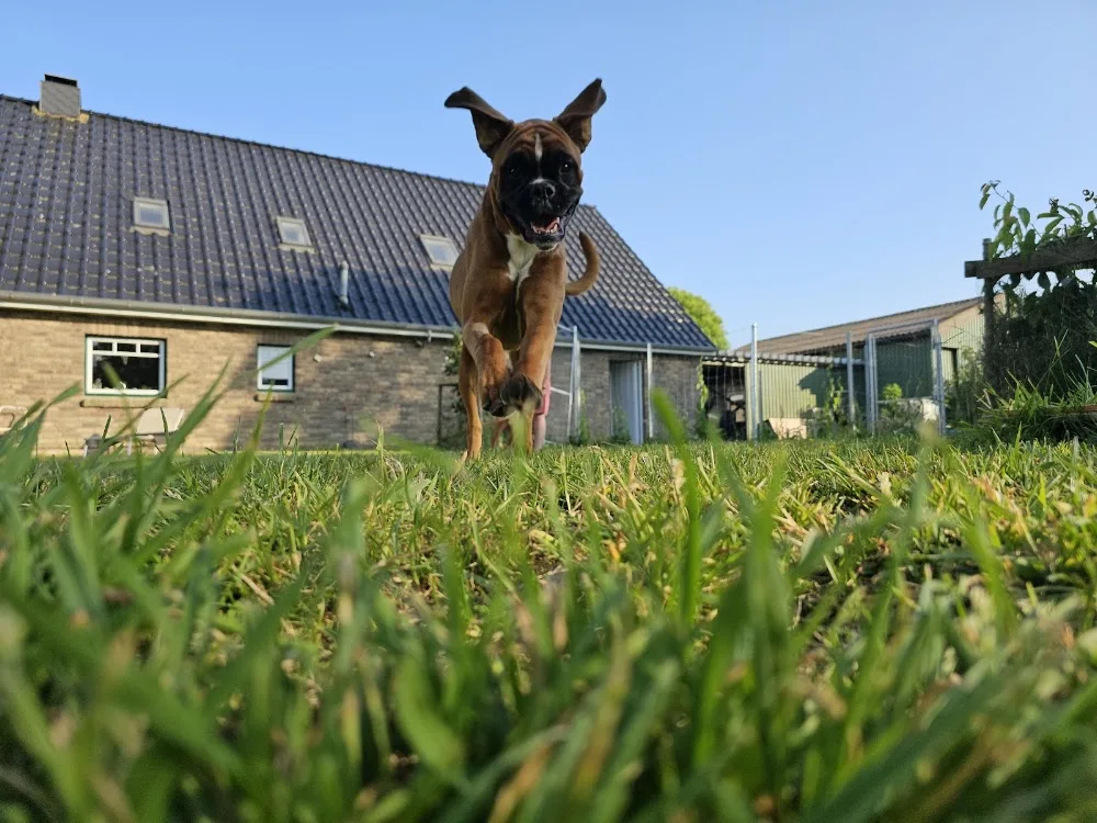 Hundepension Watt`n Hund - Schleswig-Holstein pet otel