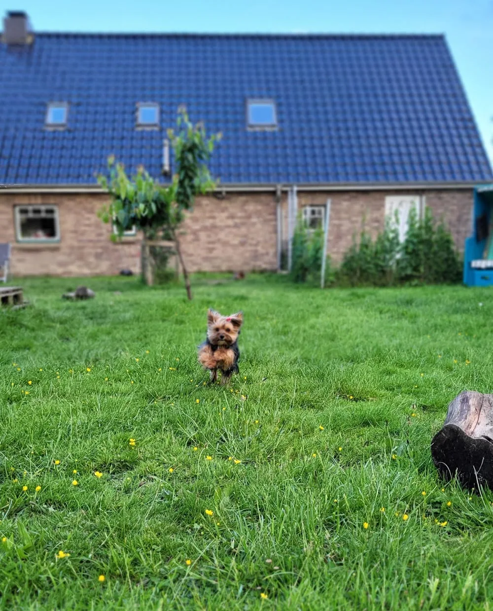 Hundepension Watt`n Hund - Schleswig-Holstein pet otel görseli 3