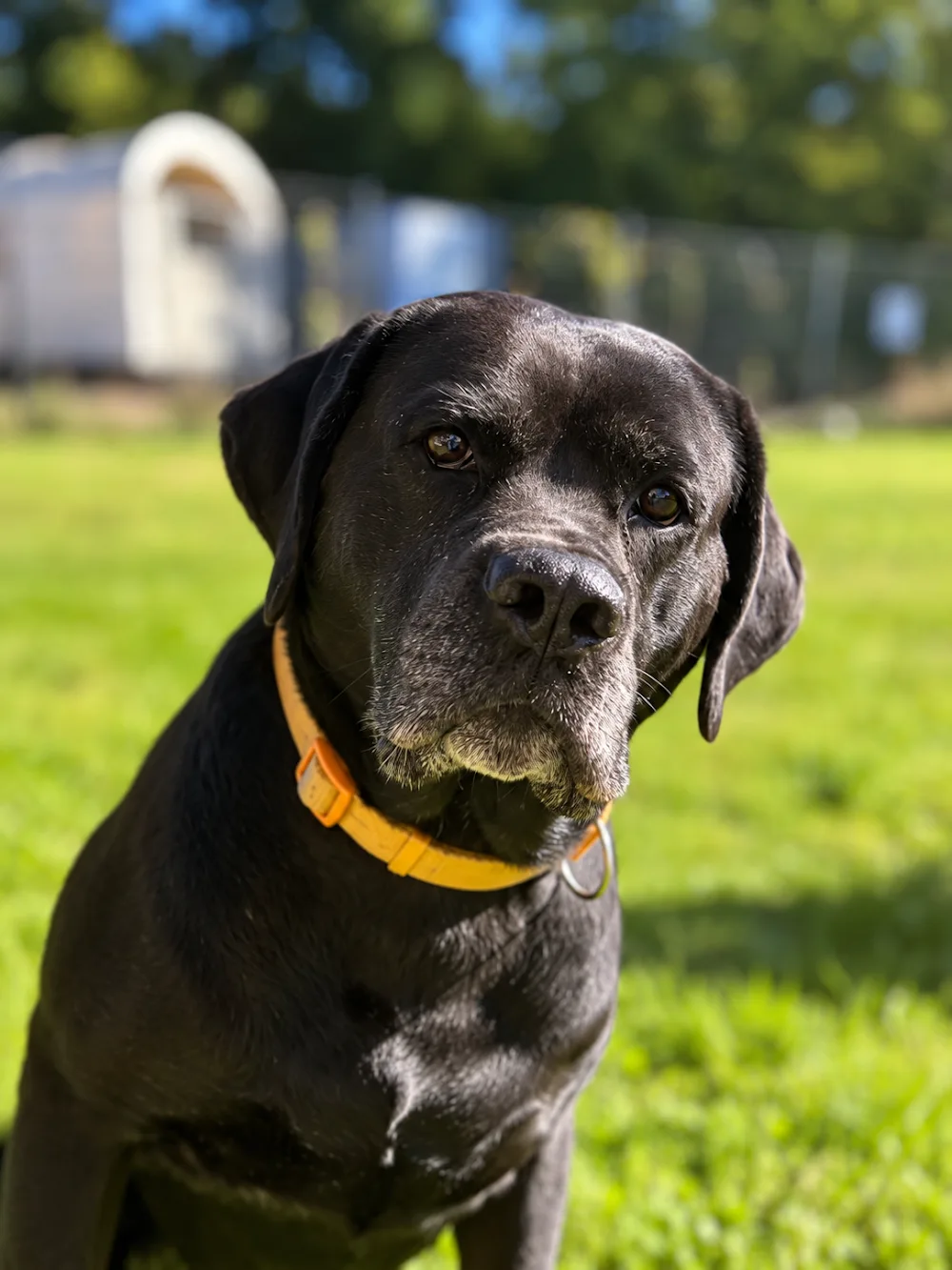 Parson Jack‘s Castle Hundepension - Schleswig-Holstein pet otel görseli 3