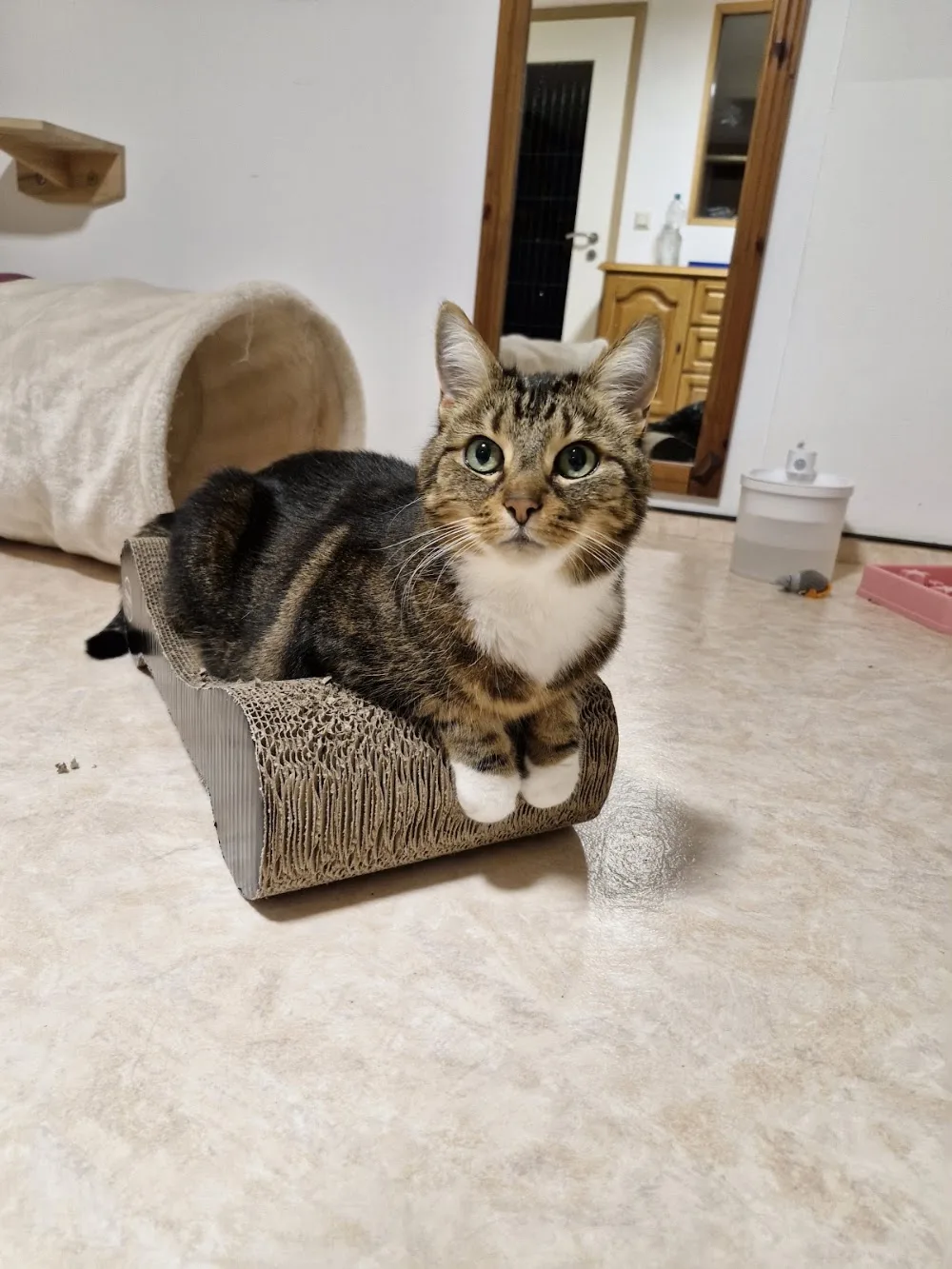 Katzenpension ,,Filou" - Schmölln pet otel görseli 6