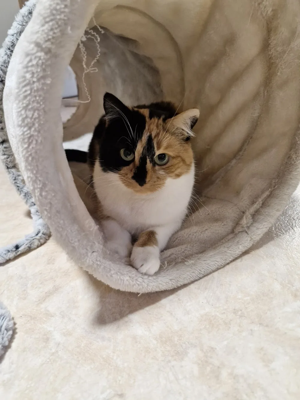 Katzenpension ,,Filou" - Schmölln pet otel görseli 11