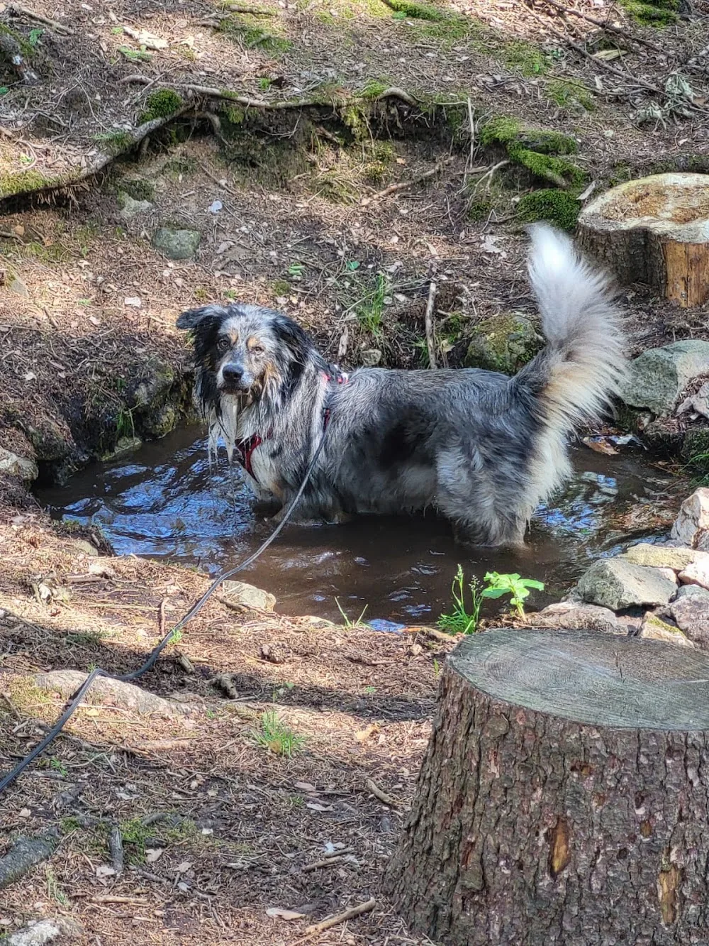 Tierpension/Tiersitterin mit Herz ❤️ - Schmölln pet otel görseli 3