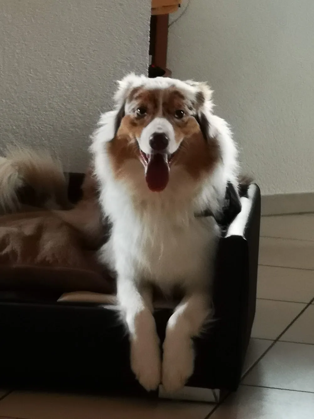 Barbaras Hundevilla - Schöllkrippen pet otel görseli 3