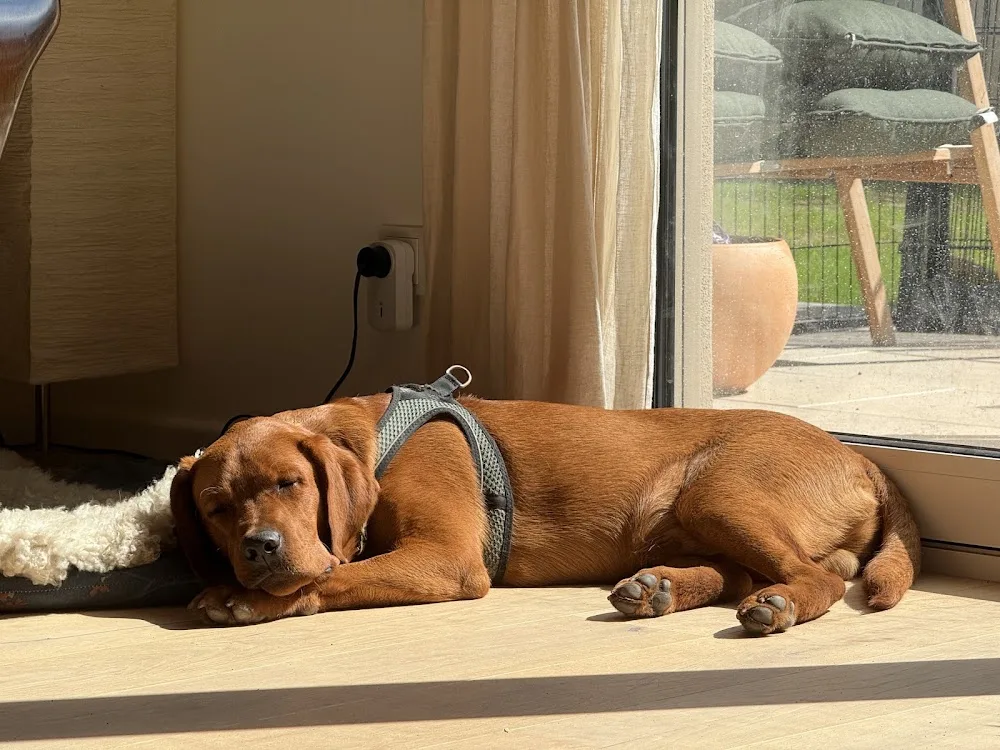 Hund und Training - Schöllkrippen pet otel
