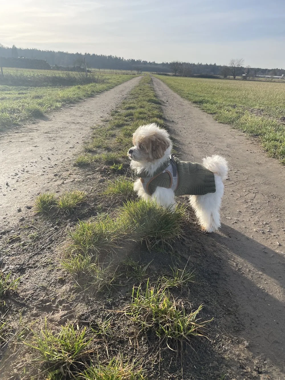 Hund und Training - Schöllkrippen pet otel görseli 3
