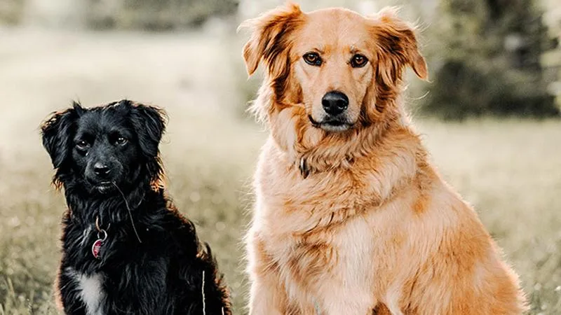 Hundetagesbetreuung Aschaffenburg - Schöllkrippen pet otel