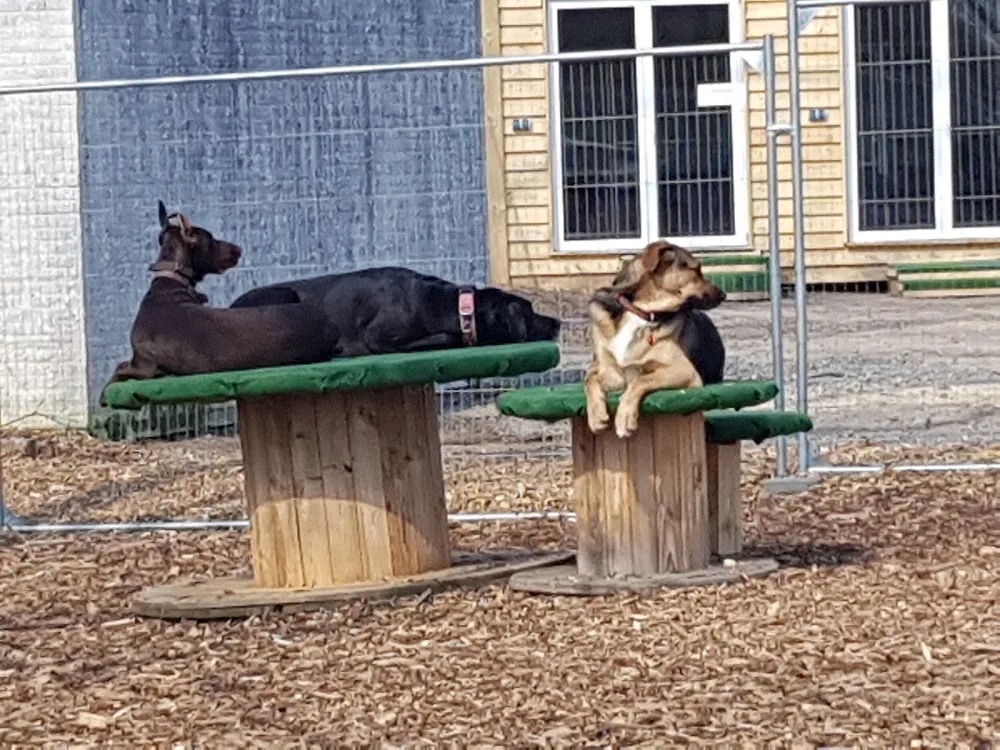 Hundezentrum Matthias Reinhard - Schöllkrippen pet otel görseli 3