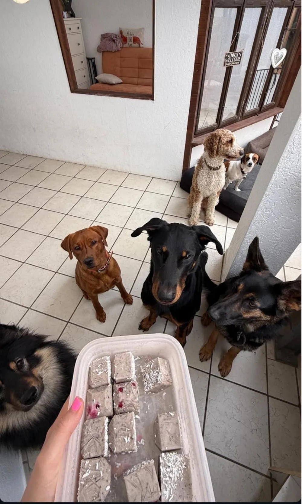 Hundepension Kaya - Schorndorf pet otel görseli 2