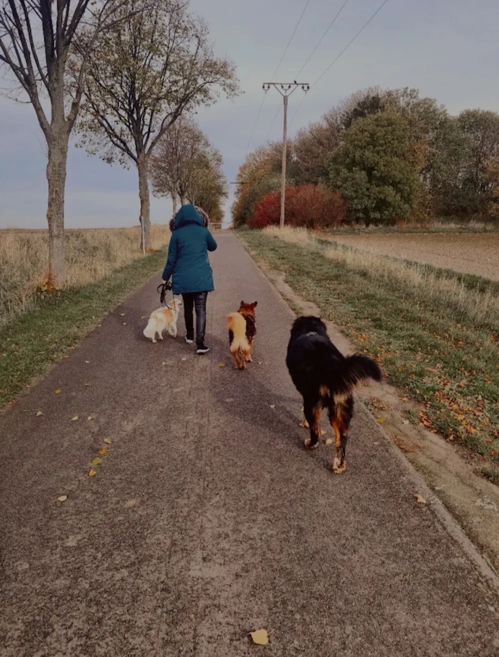 Hundehotel und Hundeschule Balu and Friends - Schwülper pet otel