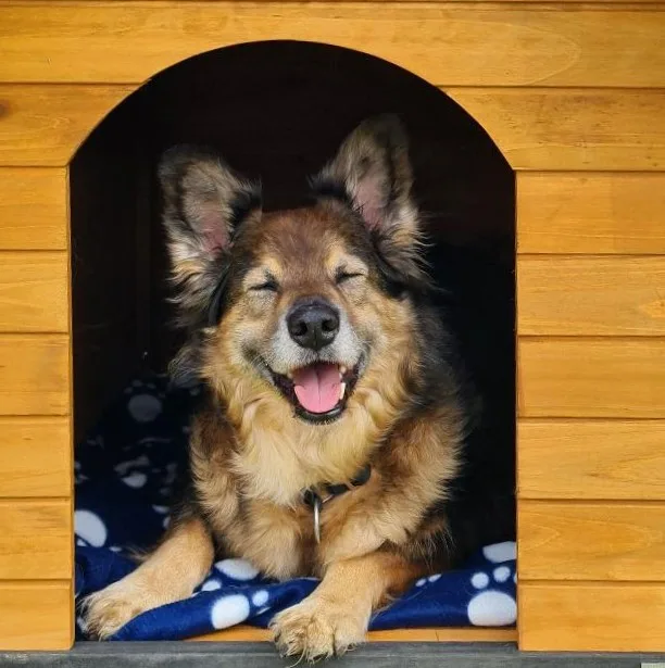 Hundehotel und Hundeschule Balu and Friends - Schwülper pet otel görseli 3