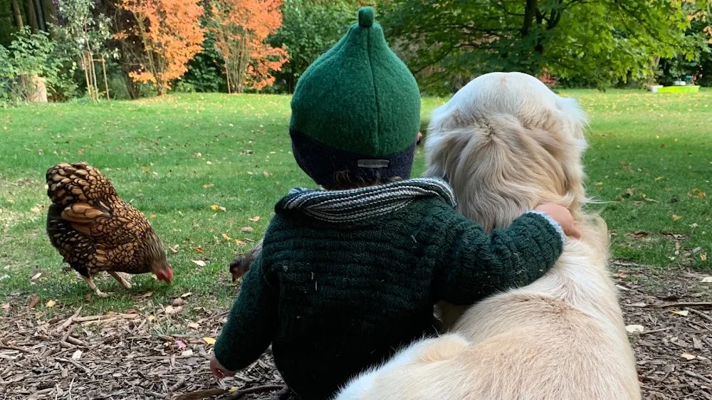 Hundepension am Elm - Schwülper pet otel