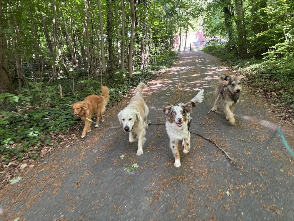 Hundepension am Elm - Schwülper pet otel görseli 3