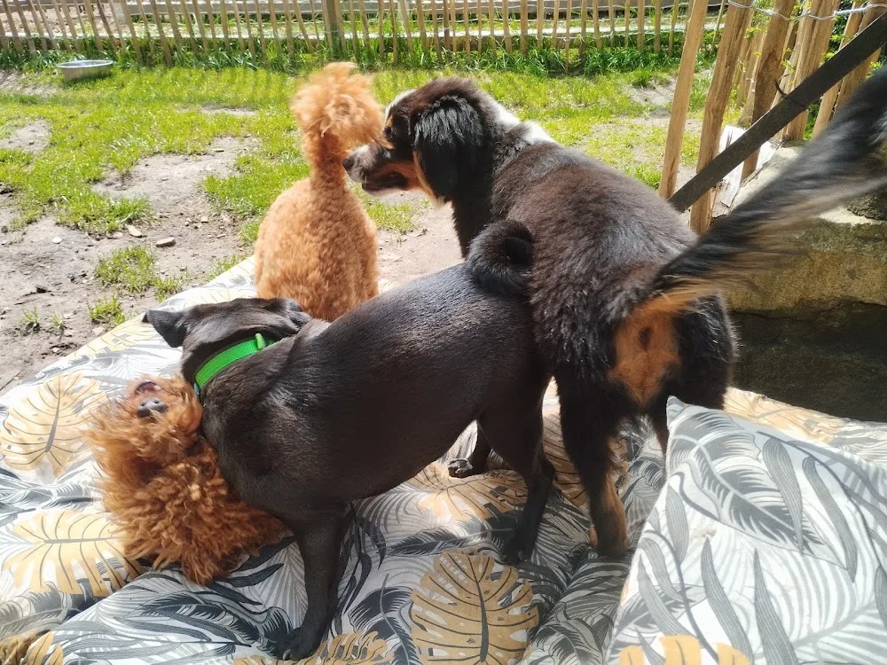 Hundepension am Turm - Schwülper pet otel
