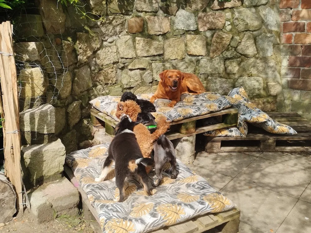 Hundepension am Turm - Schwülper pet otel görseli 3