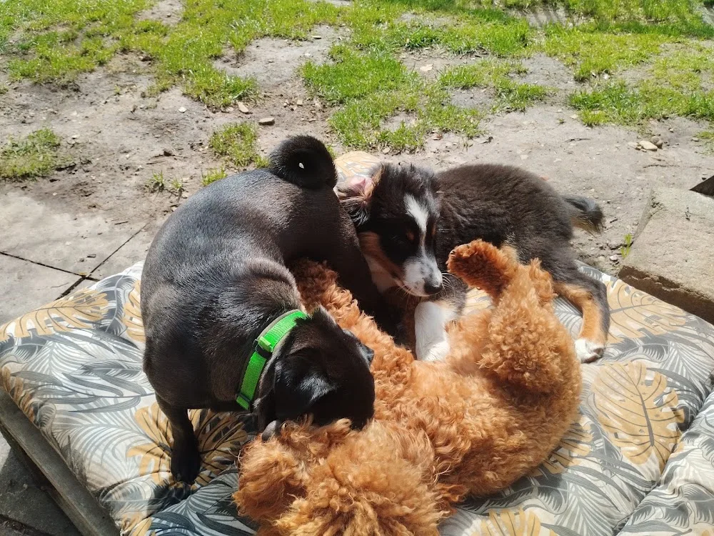 Hundetagesstätte Braunschweig - Schwülper pet otel
