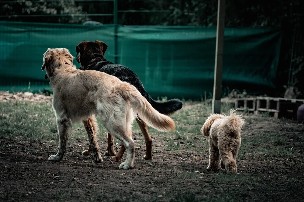 Hundetagesstätte Braunschweig - Schwülper pet otel görseli 3