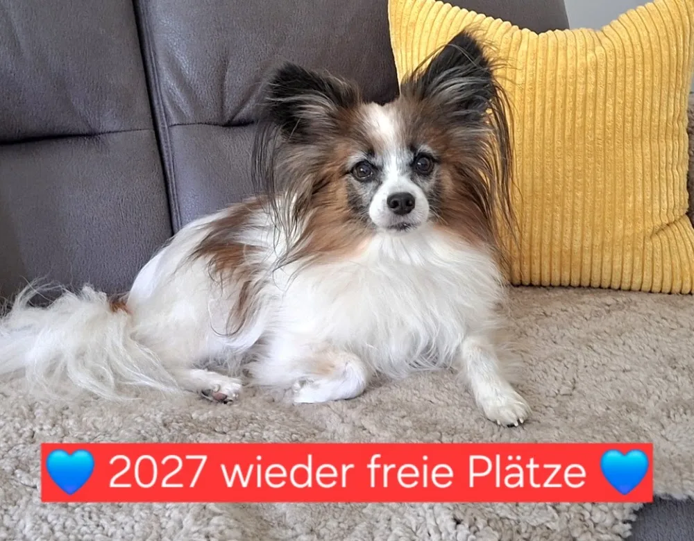 Private Hundebetreuung Gabriela Behme - Schwülper pet otel görseli 2
