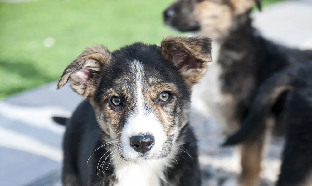 Chicos Hundehort GmbH - Schwyz pet otel
