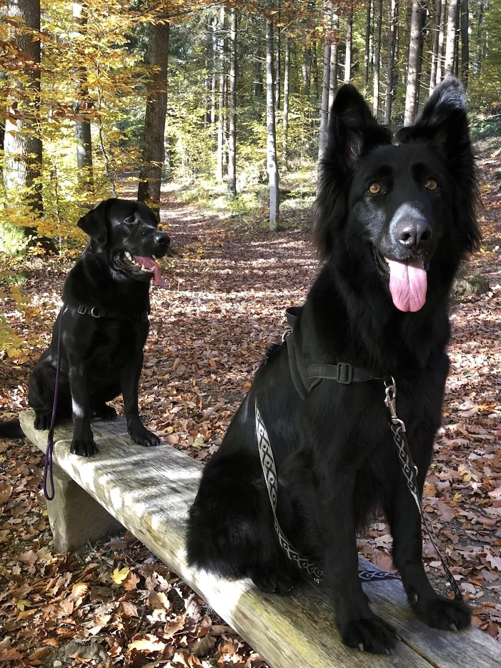 Chicos Hundehort GmbH - Schwyz pet otel görseli 3