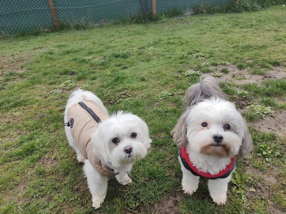 Steffi's Hundehort GmbH - Schwyz pet otel görseli 3