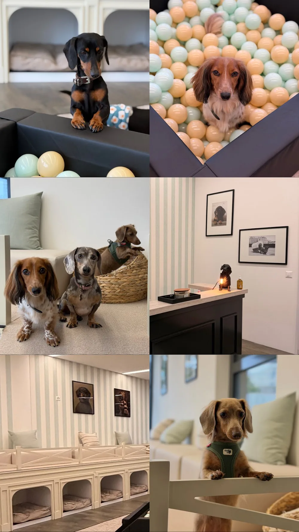 The Social Sausage - Schwyz pet otel
