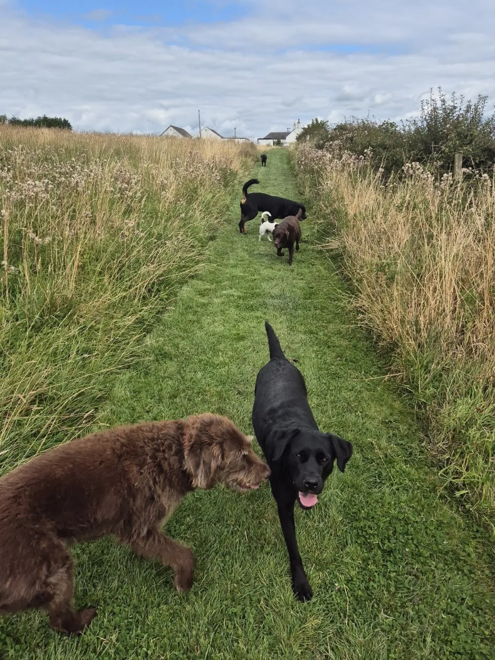 Andersons Luxury Kennels - Scotland pet otel görseli 2
