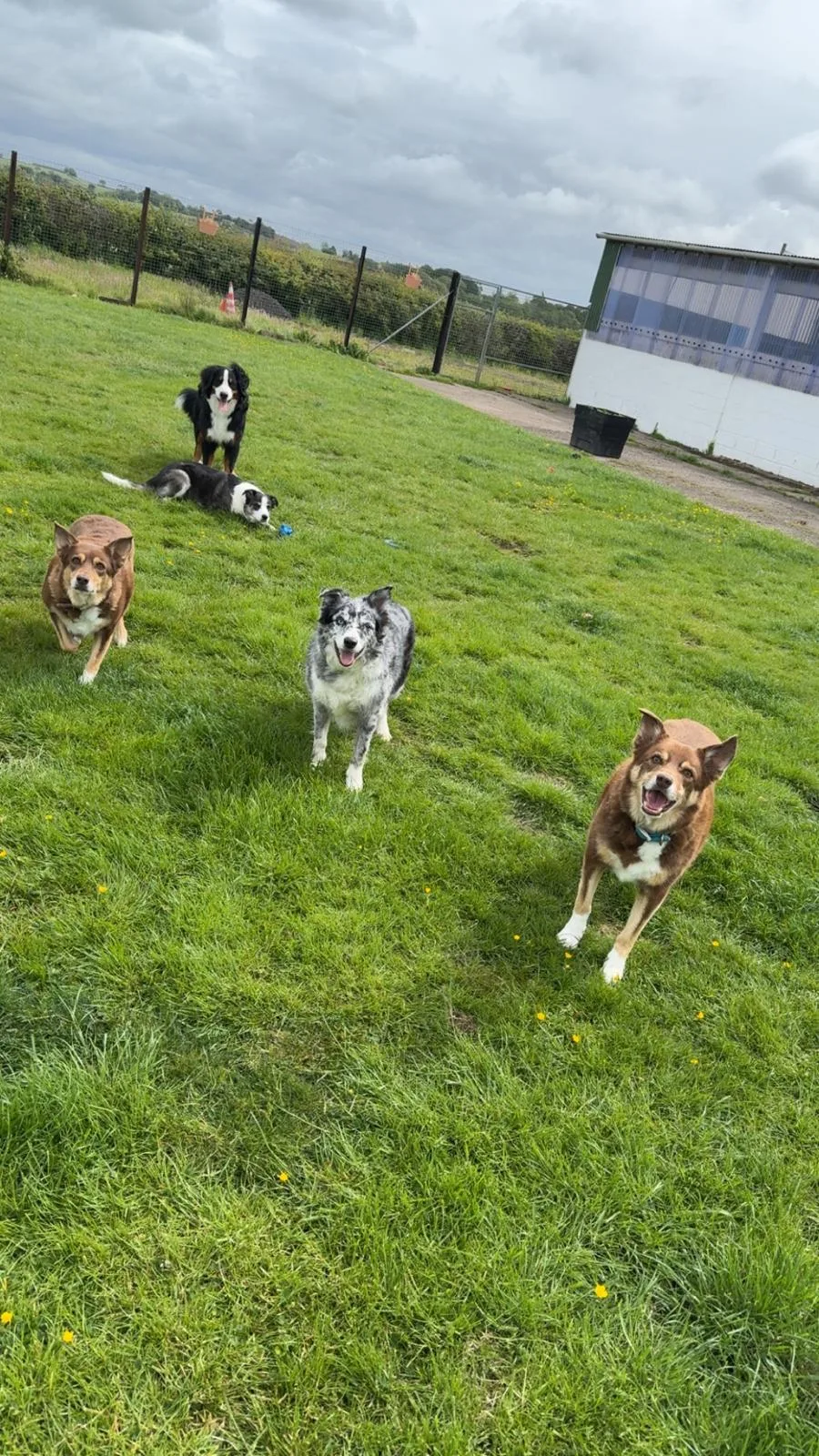 Andersons Luxury Kennels - Scotland pet otel görseli 3