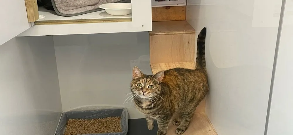 Ardross Cattery Alness - Scotland pet otel görseli 2