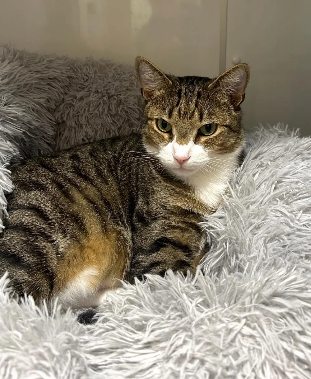 Ardross Cattery Alness - Scotland pet otel görseli 3