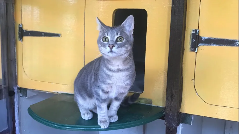 Copperfield Cattery - Scotland pet otel